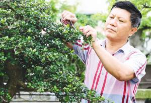 海南的盆景大师刘传刚