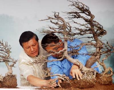 刘传刚中外盆景已相互交融