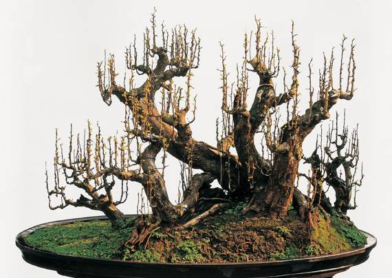 艺海启航刘传刚盆景艺术轨迹