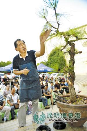 王选民现场制作盆景