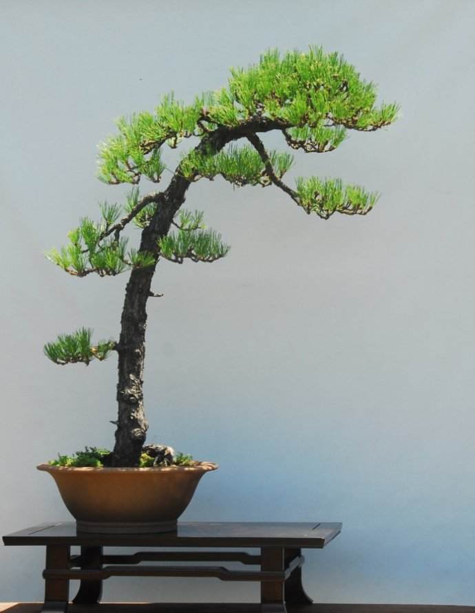 盆景名家 王选民先生小传