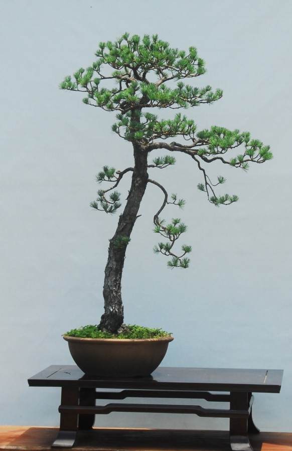 盆景名家--王选民