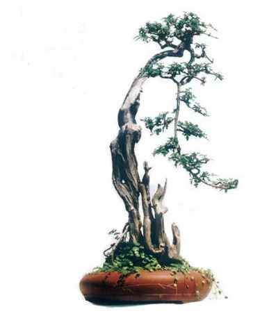 王选民在台州作盆景演讲