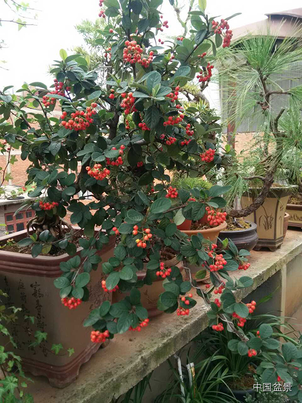 心仪美景入画屏赵庆泉盆景作品赏析