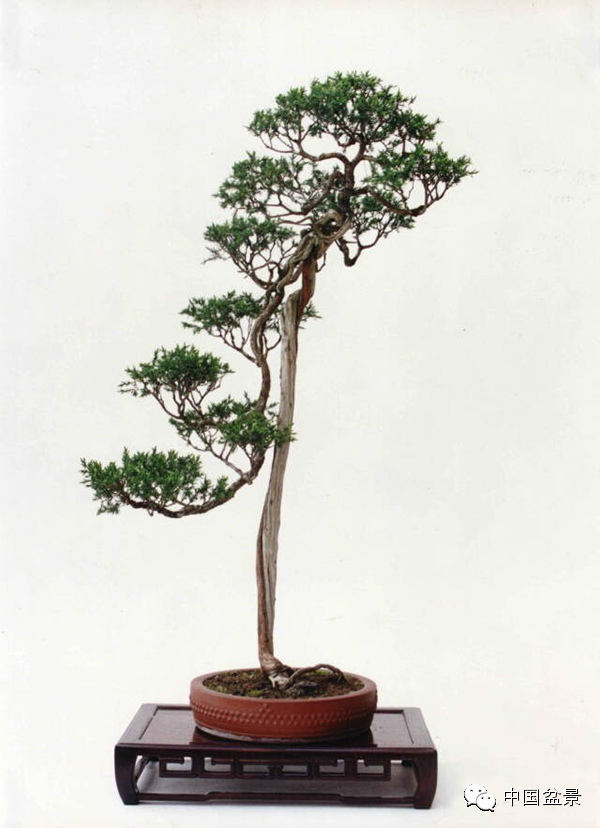 心仪美景入画屏赵庆泉盆景作品赏析