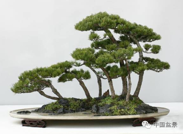 心仪美景入画屏赵庆泉盆景作品赏析