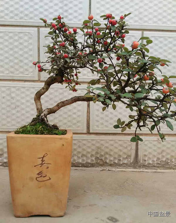 心仪美景入画屏赵庆泉盆景作品赏析