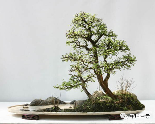 心仪美景入画屏赵庆泉盆景作品赏析