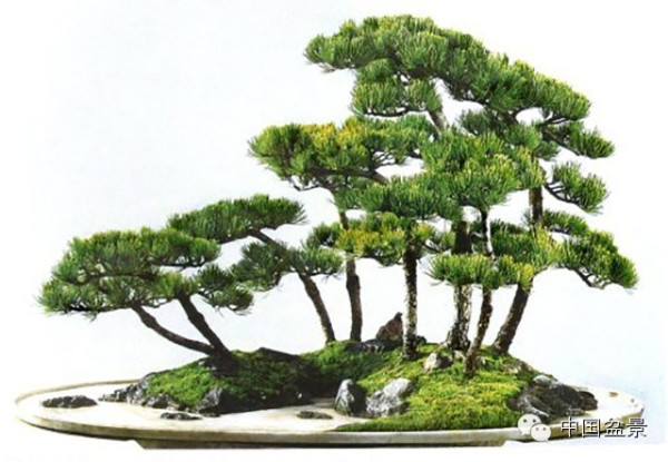 心仪美景入画屏赵庆泉盆景作品赏析