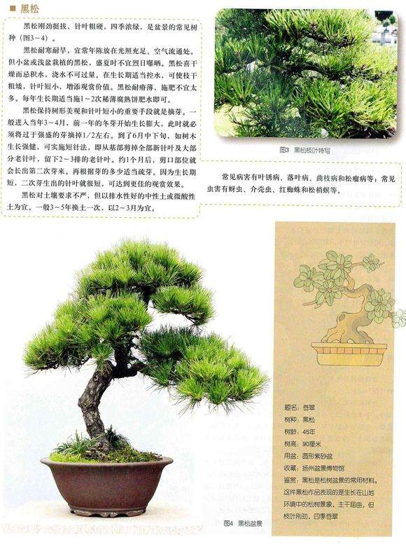 盆景名人-赵庆泉2