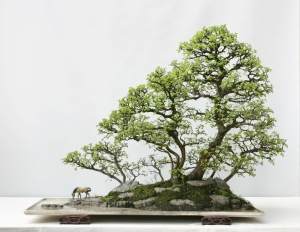 赵庆泉这样评价自己的盆景之路