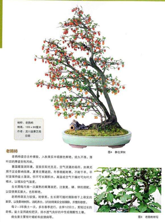 赵庆泉对当前我国盆景