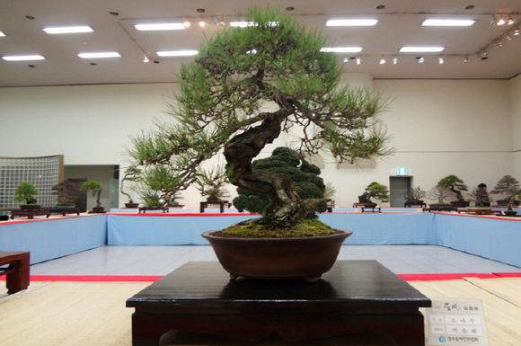 中国盆景艺术大师赵庆泉谈第五届世界盆景大会