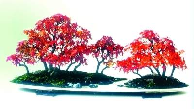 赵庆泉 离开根基 盆景创新难长久