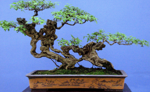 松柏类树桩盆景的采挖与养护