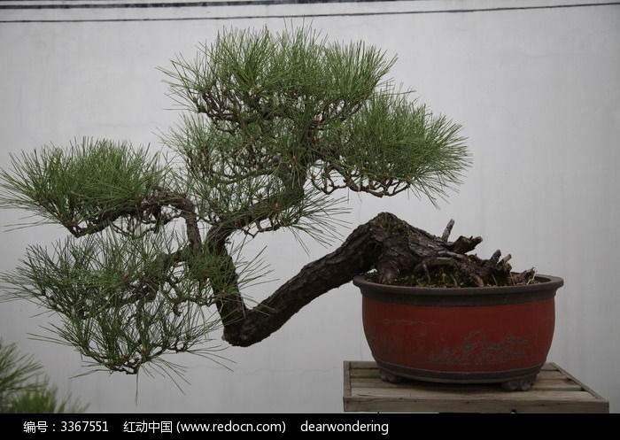 关于松树采挖时间