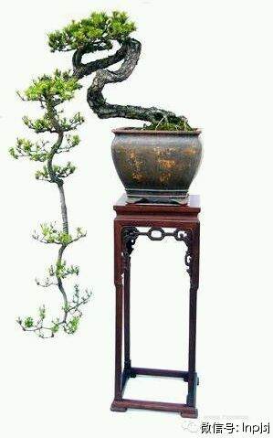 山松下山桩怎么采挖的方法