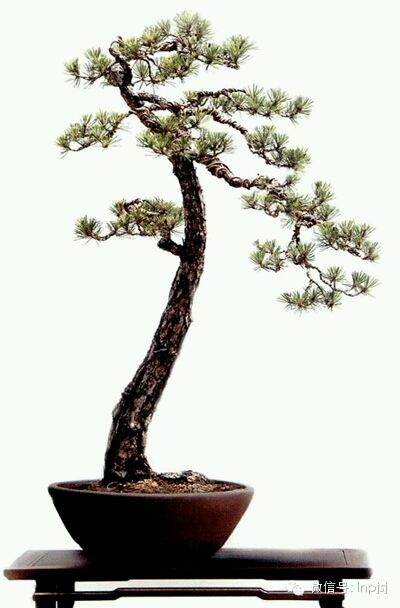 山松下山桩怎么采挖的方法