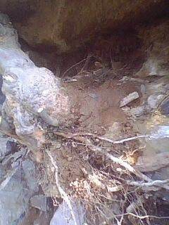 图解 雀梅下山桩树桩怎么采挖的方法