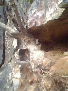 图解 雀梅下山桩树桩怎么采挖的方法