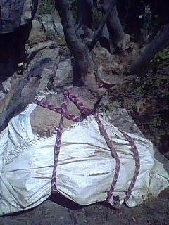 图解 雀梅下山桩树桩怎么采挖的方法