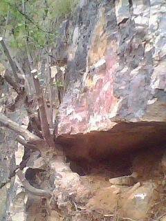 图解 雀梅下山桩树桩怎么采挖的方法