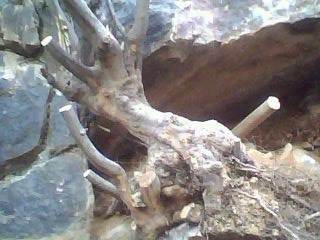 图解 雀梅下山桩树桩怎么采挖的方法