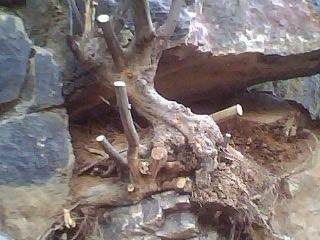 图解 雀梅下山桩树桩怎么采挖的方法