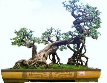 雀梅树桩应如何采挖和处理？