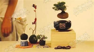 一家名为Hoshinchu的日本企业设计出空中盆景