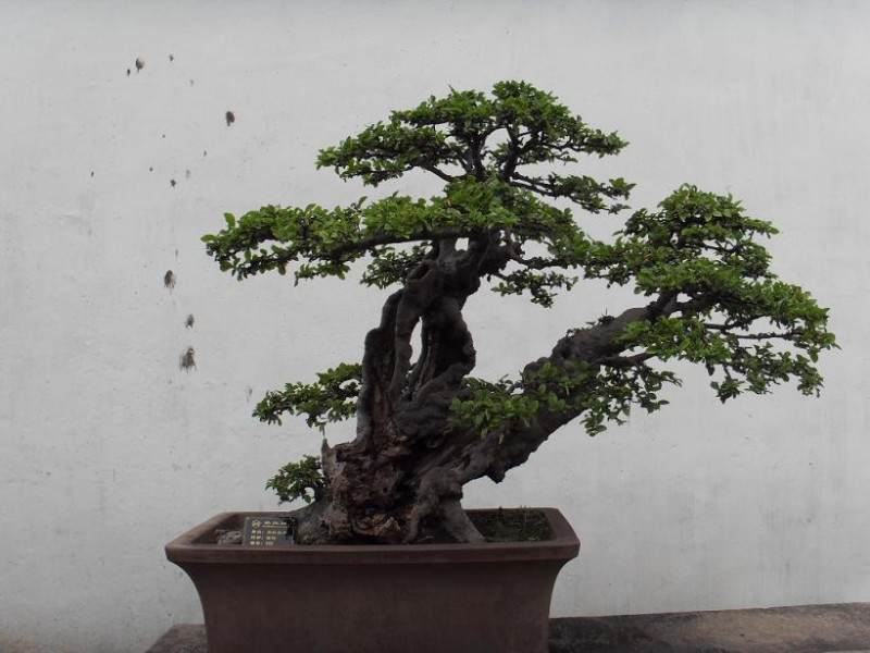 拙政园盆景区大变脸