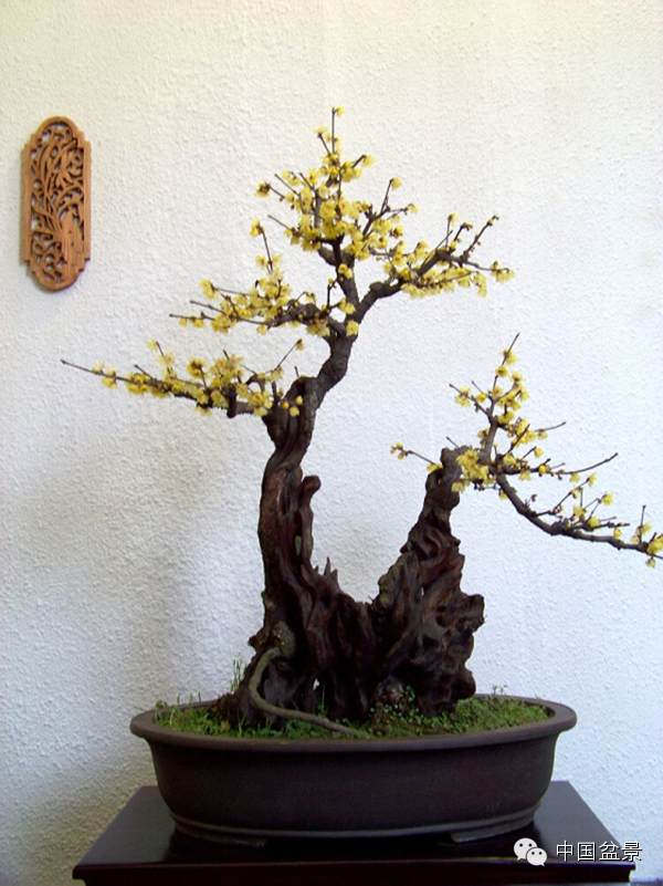 从第十五届中国梅花蜡盆景展览