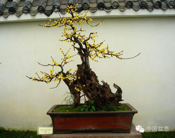 解答了众多市民对于盆景梅花种植的疑问
