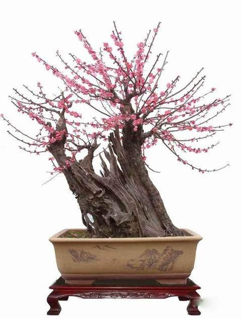 梅花盆景造型技术