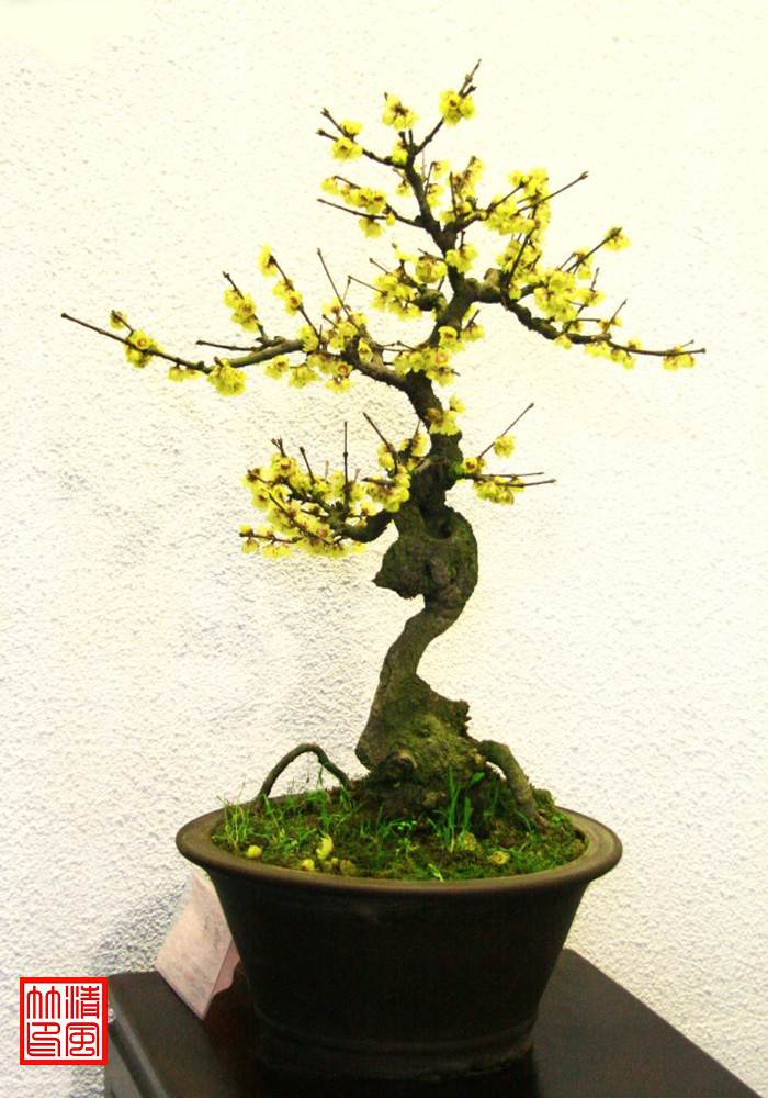 梅花盆景修剪绑扎养护的方法