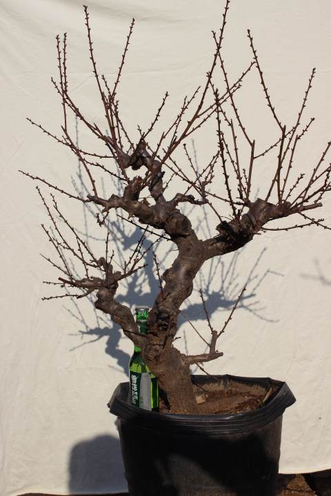 盆景园喊市民去东郊看梅花盆景