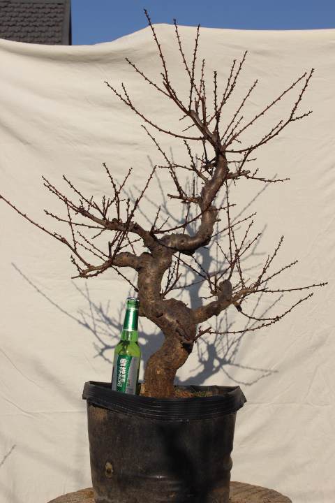 中山陵梅花谷展示梅花盆景