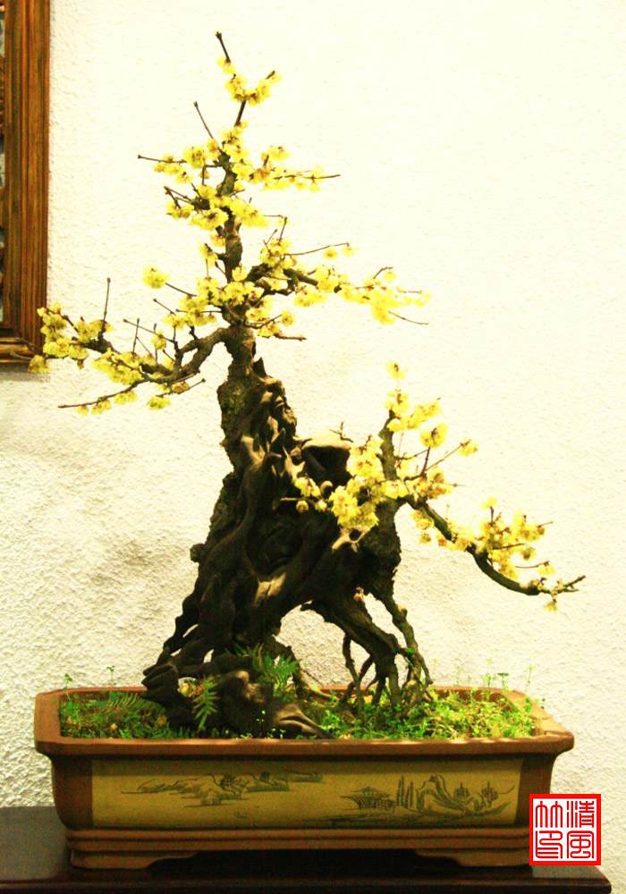 全国最大梅花盆景专类园