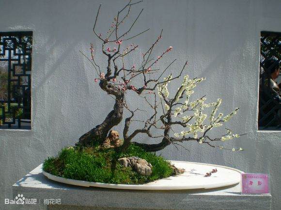 中国第十二届梅花盆景展