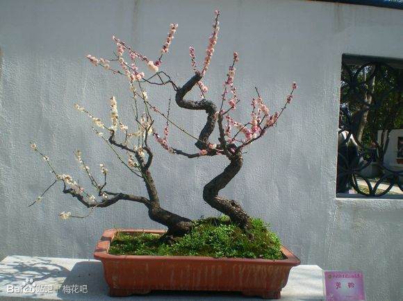 烟台哪里有出售梅花盆景的?