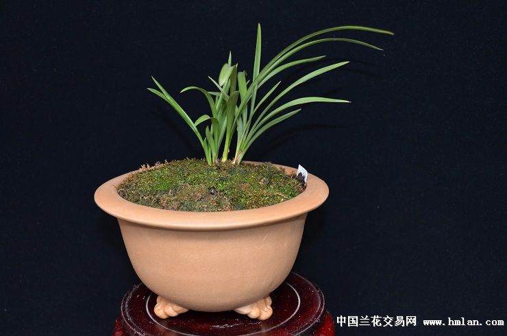 浙江哪里有兰花盆景出售多少钱