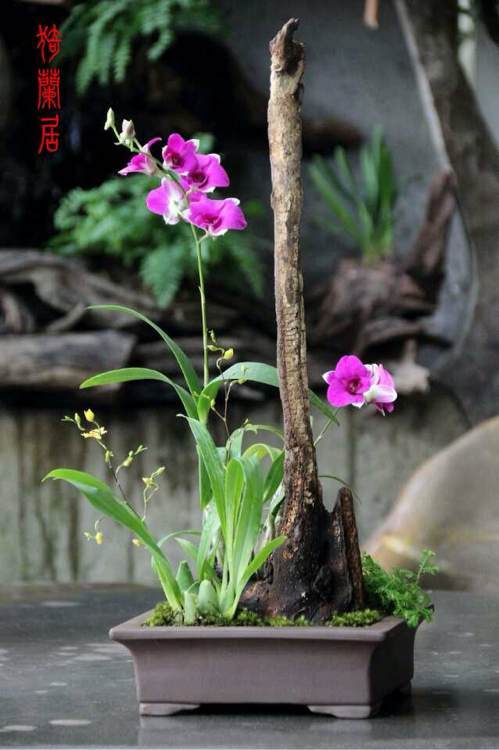 2013揭阳盆景兰花雅石展