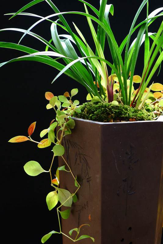 兰花盆景绿色植物机场候机不再焦躁