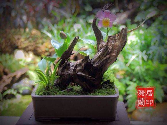 瓯南盆景研究会共同承办的县第三届兰花展