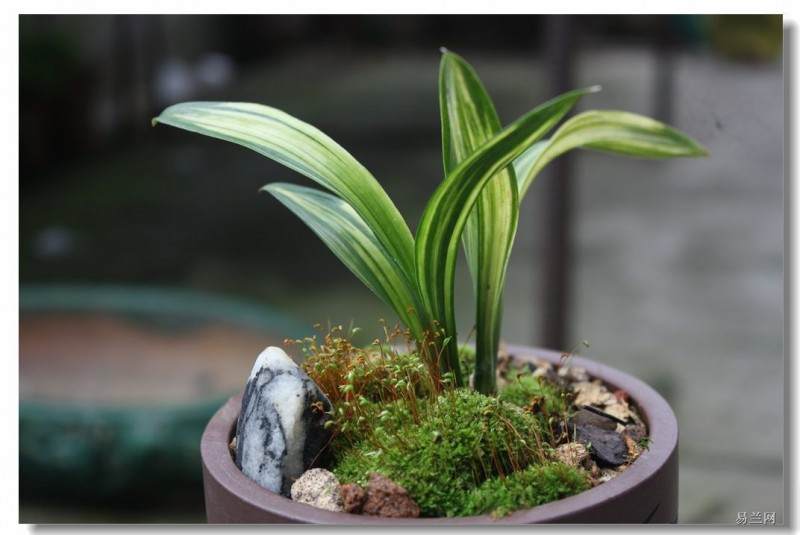 广东顺德第二届海峡两岸兰花盆景展