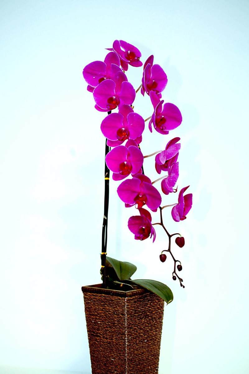 海口市兰花根雕盆景展