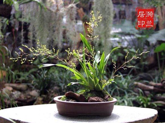 定安的盆景兰花出口日本