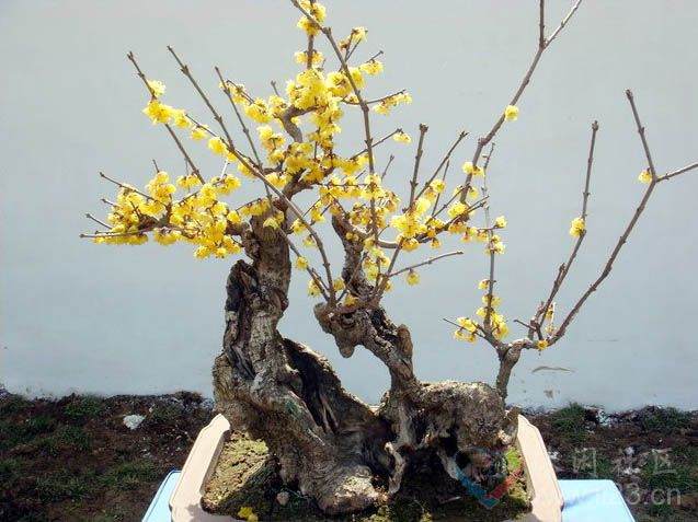蜡梅和盆景扎堆来郑州 春节看蜡梅斗艳吧