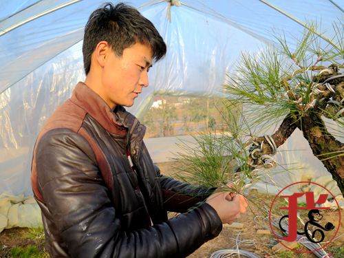 做盆景的园艺师都有些深居简出的匠人风采