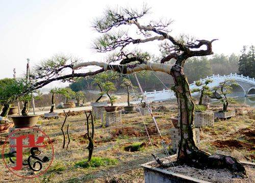 做盆景的园艺师都有些深居简出的匠人风采